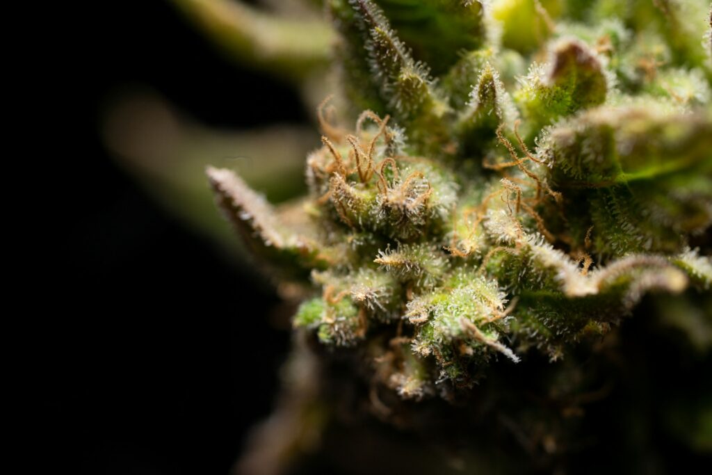 Fleur de CBD