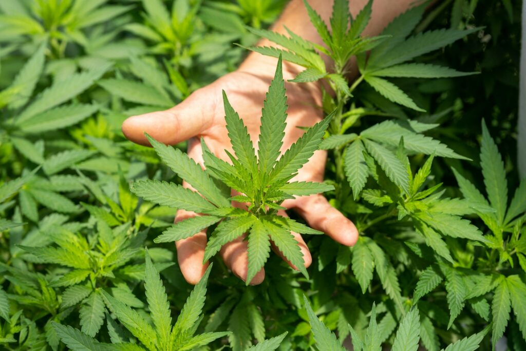 Image de plante de CBD