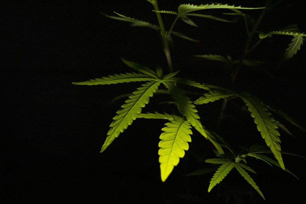 Feuille de CBD