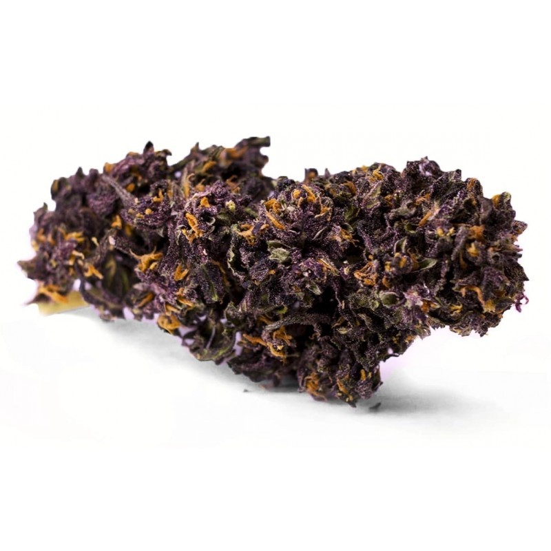 Fleur de Purple Haze