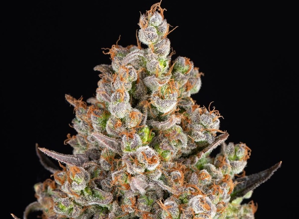 OG Kush CBD